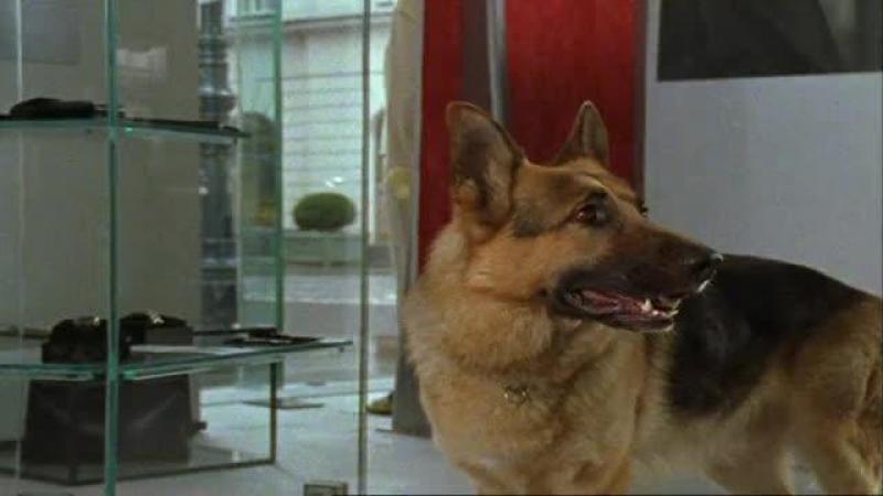 Кадры из сериала Комиссар Рекс (1994)