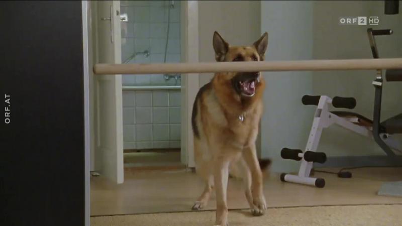 Кадры из сериала Комиссар Рекс (1994)