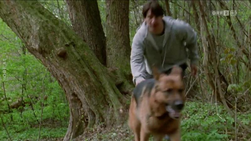Кадры из сериала Комиссар Рекс (1994)