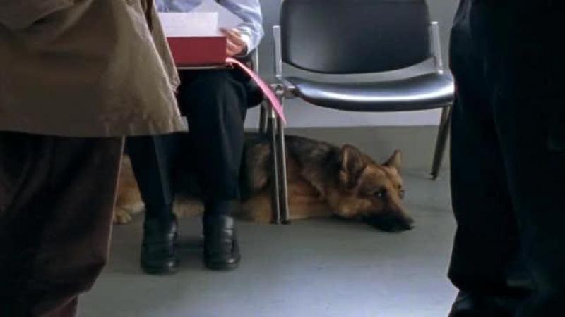 Кадры из сериала Комиссар Рекс (1994)