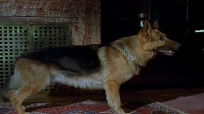 Кадры из сериала Комиссар Рекс (1994)