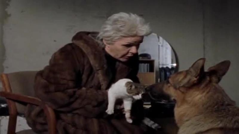 Кадры из сериала Комиссар Рекс (1994)