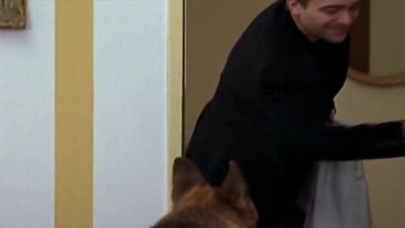 Кадры из сериала Комиссар Рекс (1994)