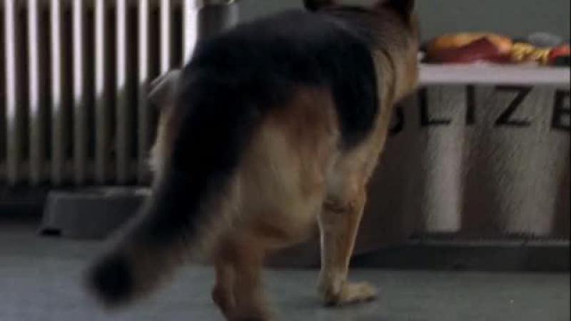 Кадры из сериала Комиссар Рекс (1994)